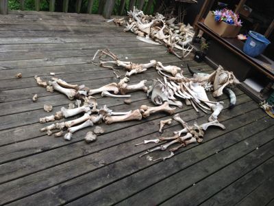 HH-0024
Photo Date: 7/9/15
Photo Credit: Karl M Glaze
Description: This is a skeleton (demon skeleton) that was being built on the deck of a meth house.

*2017 Photo Contest Winner for General Environmental Health category

