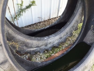 PV-0020
Photo Date: 09/21/16
Photo Credit: Jeanette McGavic
Description: Two tractor tires holding water. Egg rafts and larvae were observed in both tires. Gravid traps place within 25 feet collected West Nile Virus positive mosquitoes.
