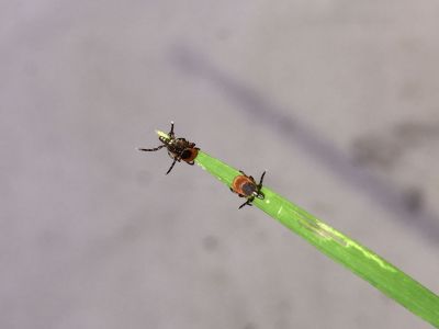 PV-0023
Photo Date:	4/12/2018
Photo Credit:	Lee Green
Description:	Three questing adult Ixodes scapularis on a single blade of grass.

