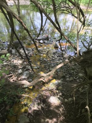 SW-0010a
Photo Date:	April 19, 2018
Photo Credit:	Jason Ravenscroft
Description:	Dye test for home suspected of discharging sewage into creek from broken sewer lateral.
