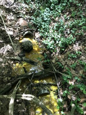SW-0010b
Photo Date:	April 19, 2018
Photo Credit:	Jason Ravenscroft
Description:	Dye test for home suspected of discharging sewage into creek from broken sewer lateral.
