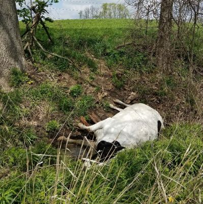 SW-0011
Photo Date:	6/4/18
Photo Credit:	Alicia van Ee
Description:	A beef cow slipped into the ditch and died. This ditch led into a creek that fed a popular lake in the area.
